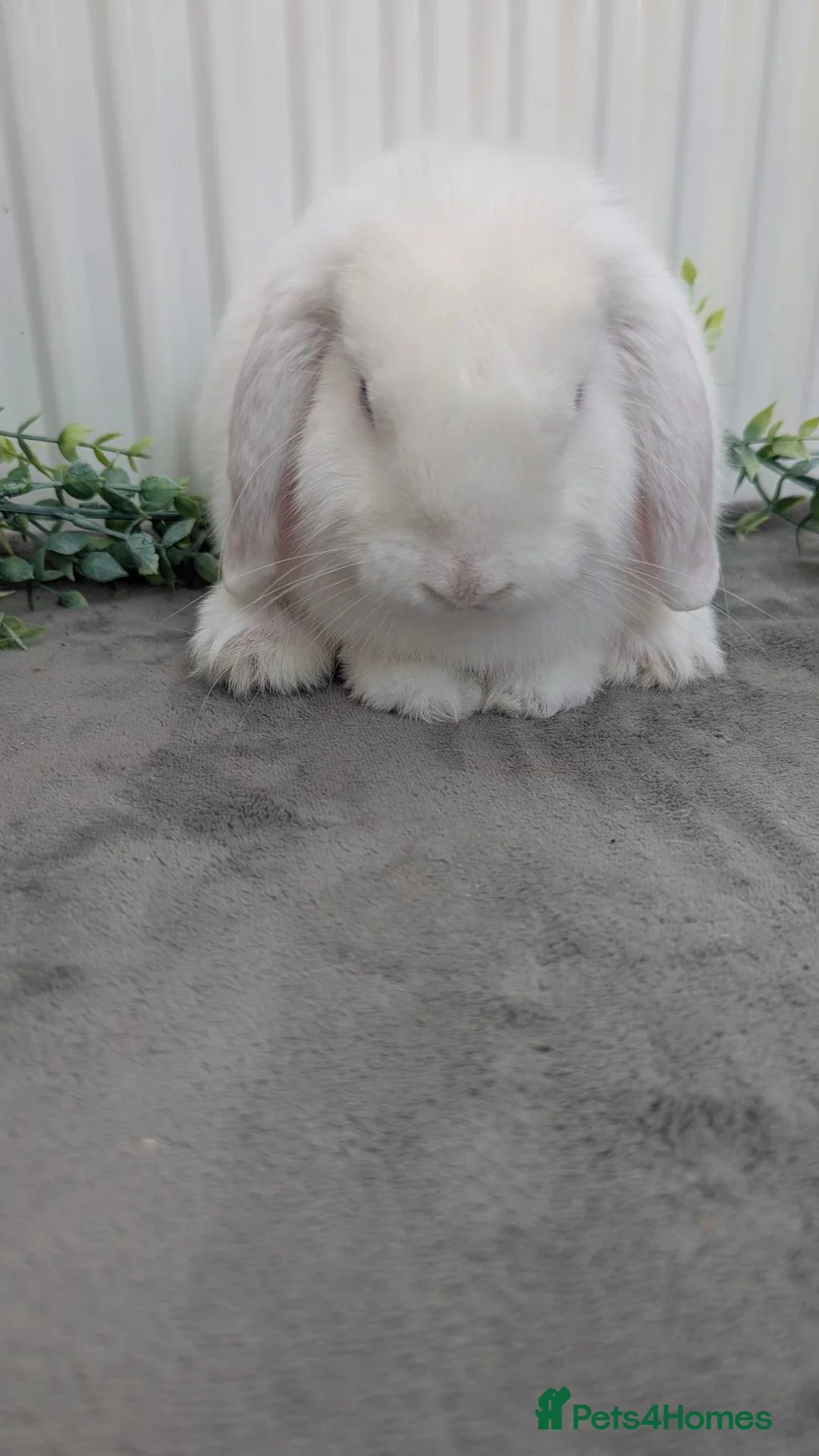 Mini Lop rabbits for sale: Mini lop buck looking for home - Advert 3