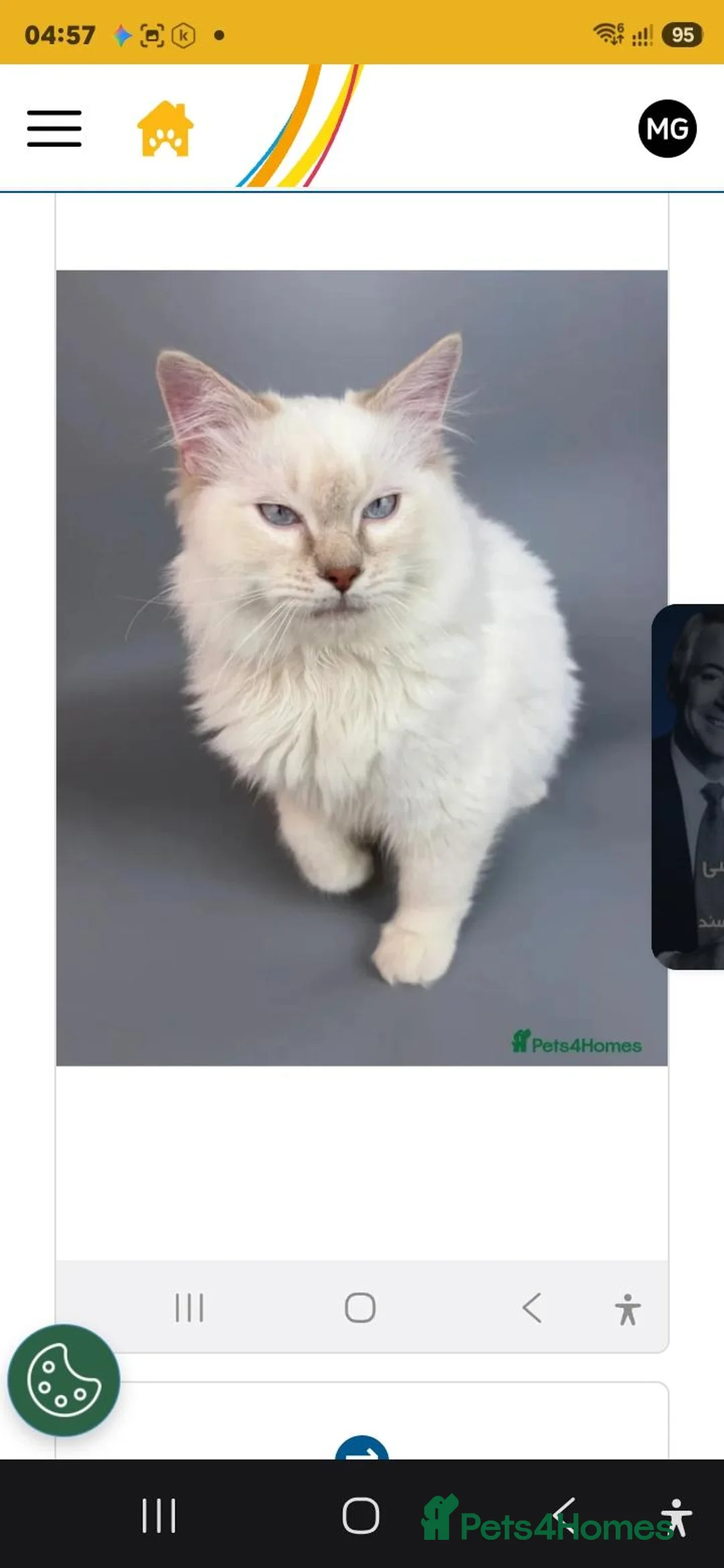 Ragdoll cats for sale: Stunning Ragdoll Boys Toffee & Coffee (11 Months) in London - Advert 2