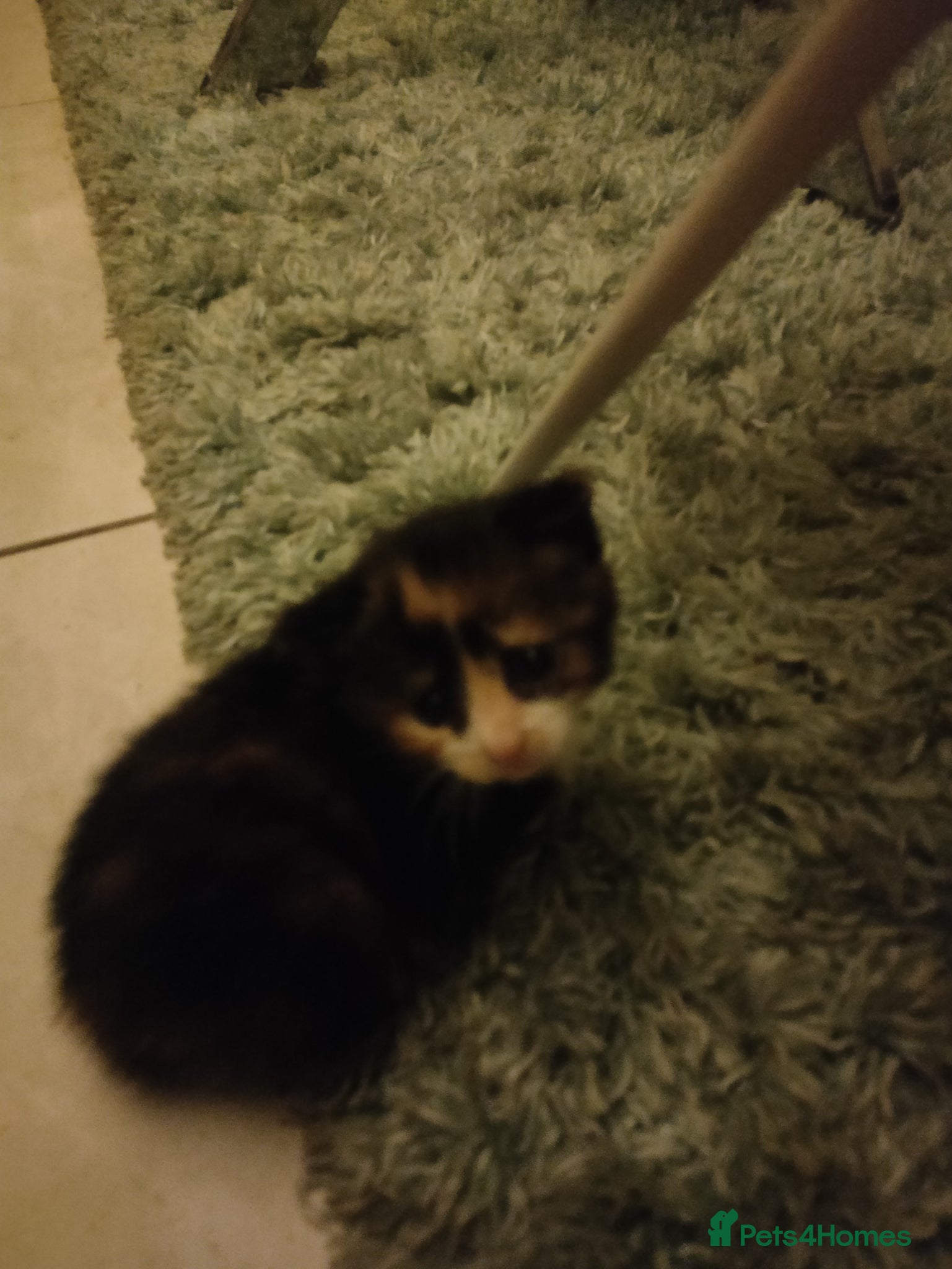Mixed Breed cats Two lovely kittens for sale - Advert 1
