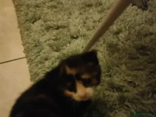 Mixed Breed cats Two lovely kittens for sale - Advert 1