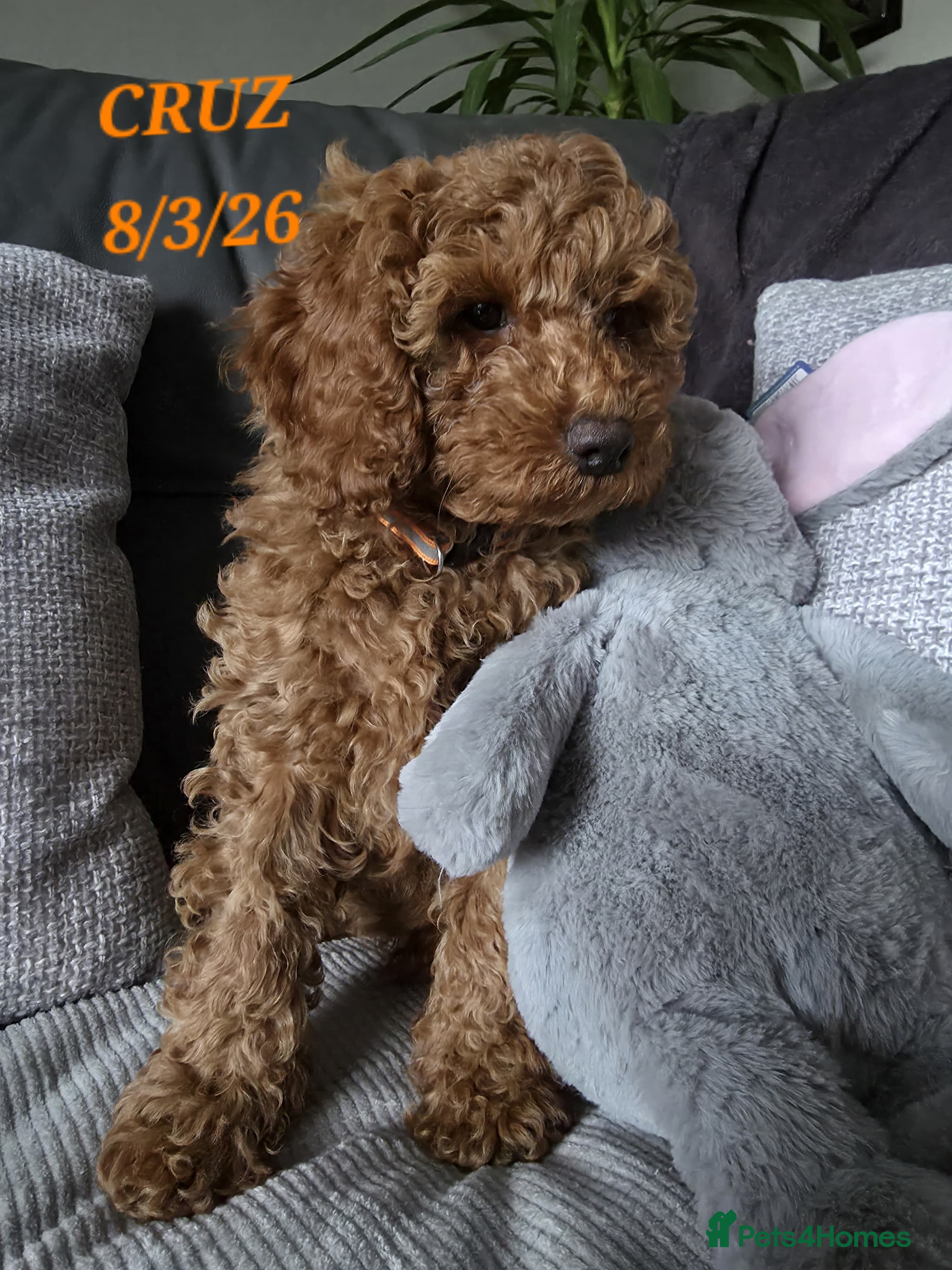 Cavapoo dogs Cavapoos Fb1.  READY TO LEAVE NOW ***** - Advert 11