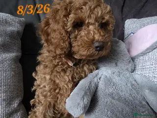 Cavapoo dogs Cavapoos Fb1. READY TO LEAVE NOW ***** - Advert 11