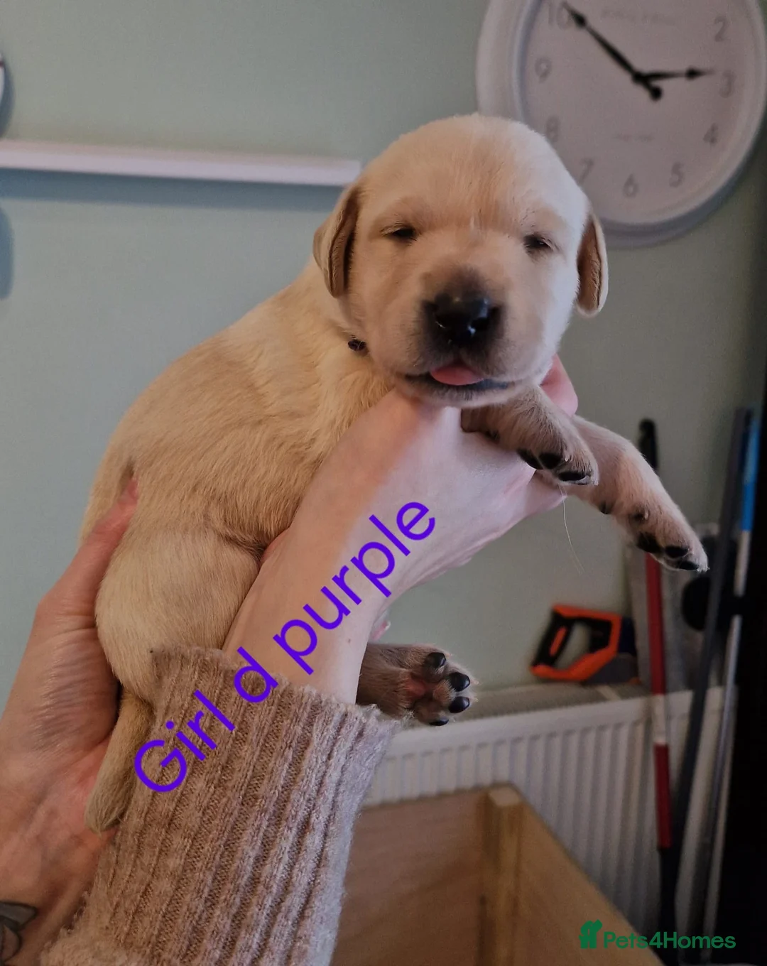 Labrador Retriever dogs for sale: Labrador retriever puppies  - Advert 2