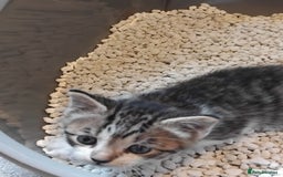 Mixed Breed cats for sale: Lovely Bengal x kittens for sale. - Advert 13
