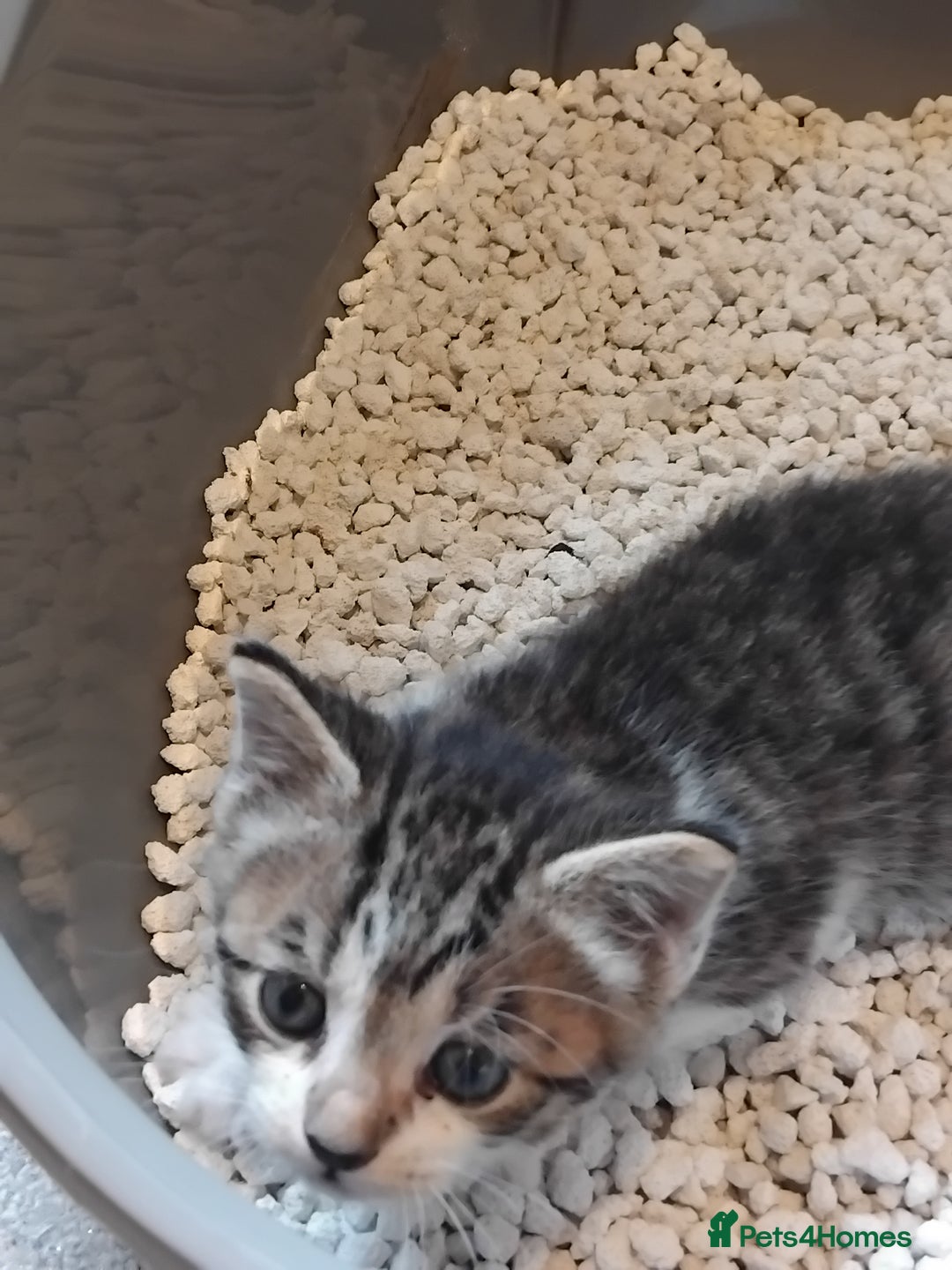 Mixed Breed cats for sale: Lovely Bengal x kittens for sale. - Advert 13