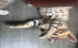 Bengal cats for sale: Snow Mink/Brown Rossette Blue Eyed Bengals - Image 9