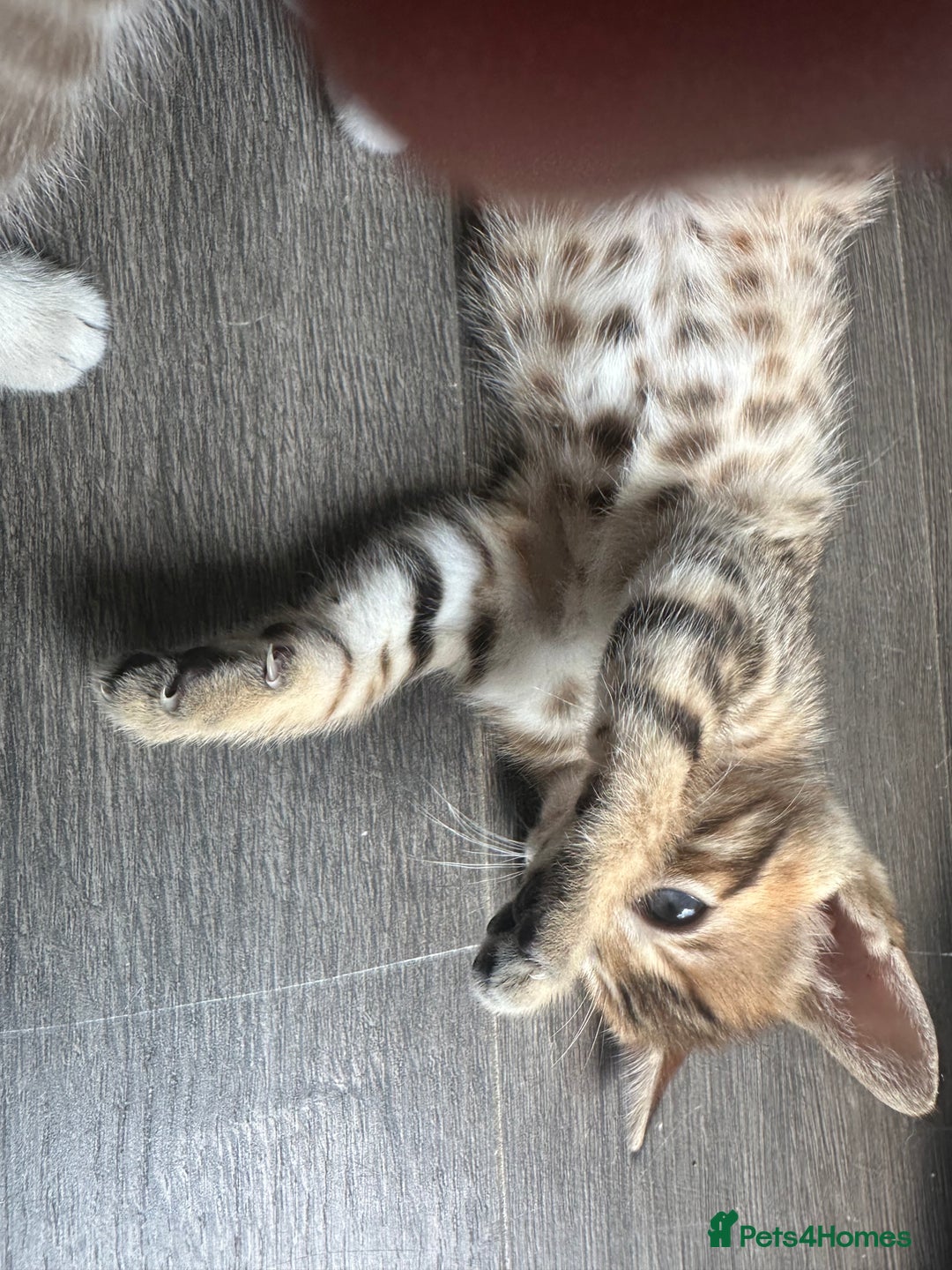 Bengal cats for sale: Snow Mink/Brown Rossette Blue Eyed Bengals - Image 9