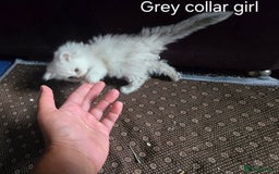 Ragdoll cats for sale: Ragdoll Kittens For Sale - Image 21