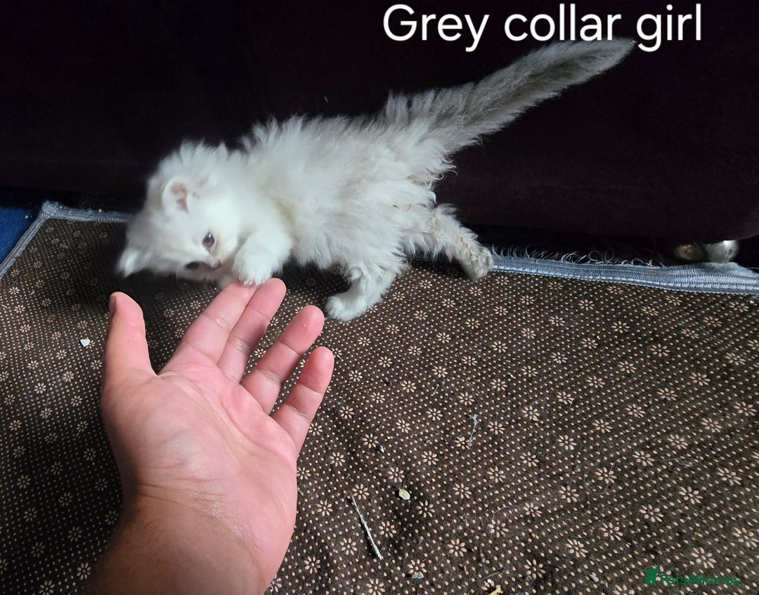 Ragdoll cats for sale: Ragdoll Kittens For Sale - Image 21