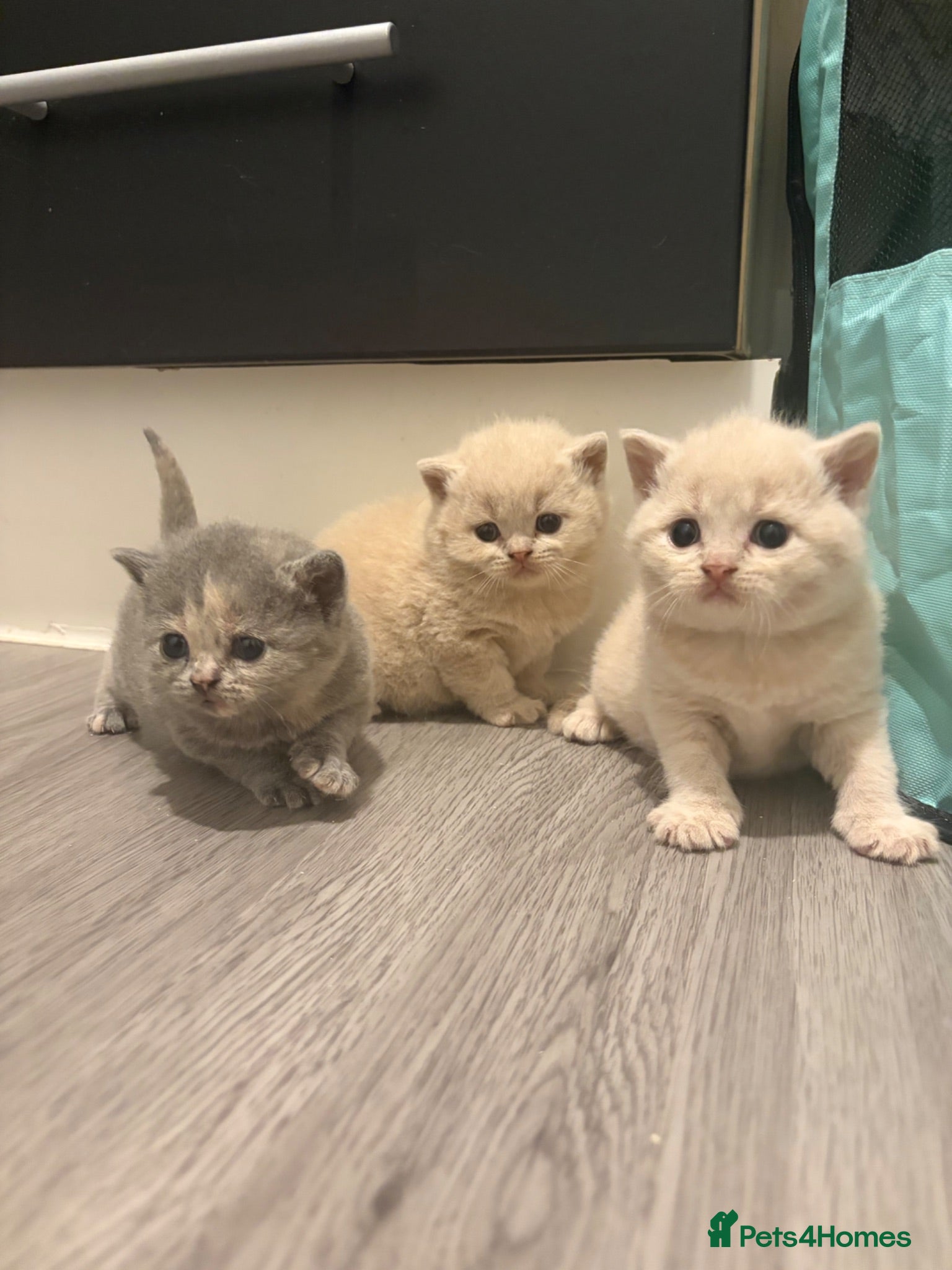 British Shorthair cats British shorthair kittens.  - Advert 5