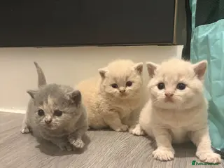 British Shorthair cats British shorthair kittens. - Advert 9