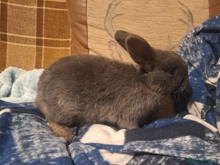 Mixed Breed rabbits Very sweet rex x mini lop babies - Advert 15
