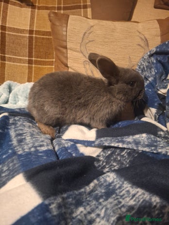Mixed Breed rabbits Very sweet rex x mini lop babies - Advert 6