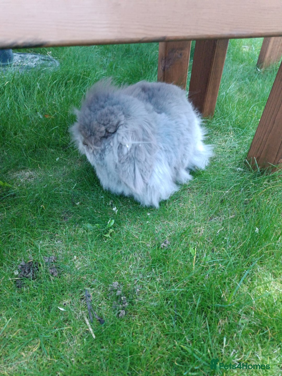 Mini Lion Lop rabbits for sale: Mini lion head lop male - Image 2