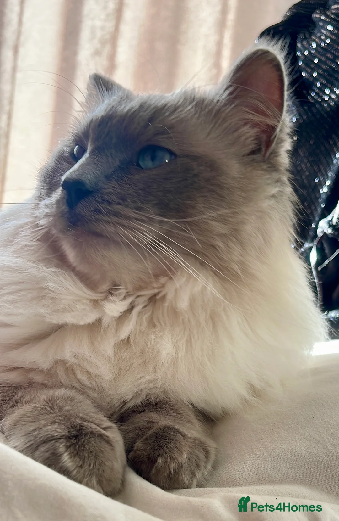 Ragdoll cats for stud: GCCF Proven Stud carrying chocolate in Glasgow - Advert 13