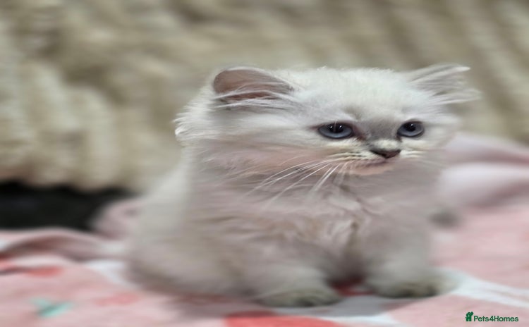 British Longhair cats - Advert 2