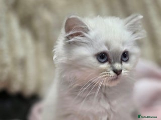 British Longhair cats GCCF Registered British Longhaired Kittens - Advert 1