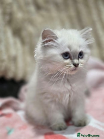 British Longhair cats - Advert 2