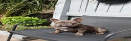 French Bulldog dogs for sale: Maggie  in Felixstowe - Advert 2