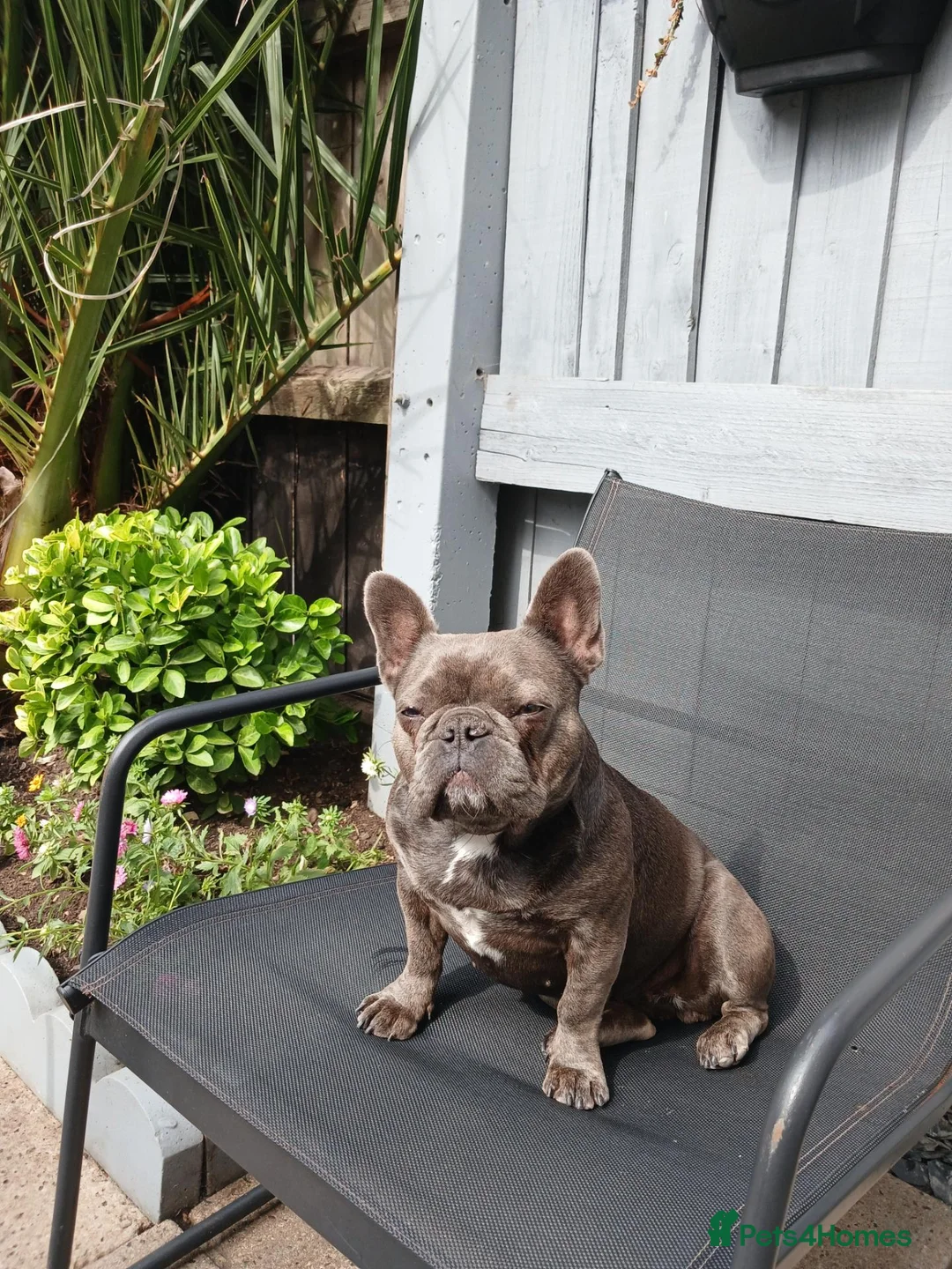 French Bulldog dogs for sale: Maggie  in Felixstowe - Advert 2