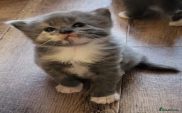 British Longhair cats for sale: 3 year old long haired cat  - Image 3