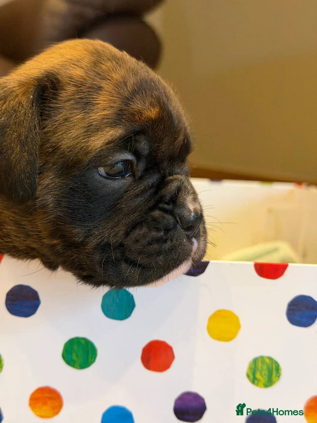 Boxer dogs for sale: Adorable litter of KC registered boxer puppies  - Advert 5