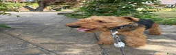 Welsh Terrier dogs for stud: KC Welsh Terrier Stud Dog - Advert 3