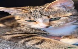 Mixed Breed cats for sale: Mixed breed 7 week old kitten  - Image 7