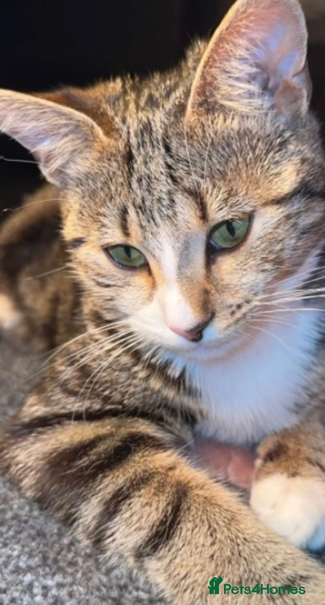 Mixed Breed cats for sale: Mixed breed 7 week old kitten  - Image 7