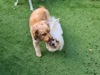 Mixed Breed dogs 4 beautiful cavapoochon puppies ready - Advert 3