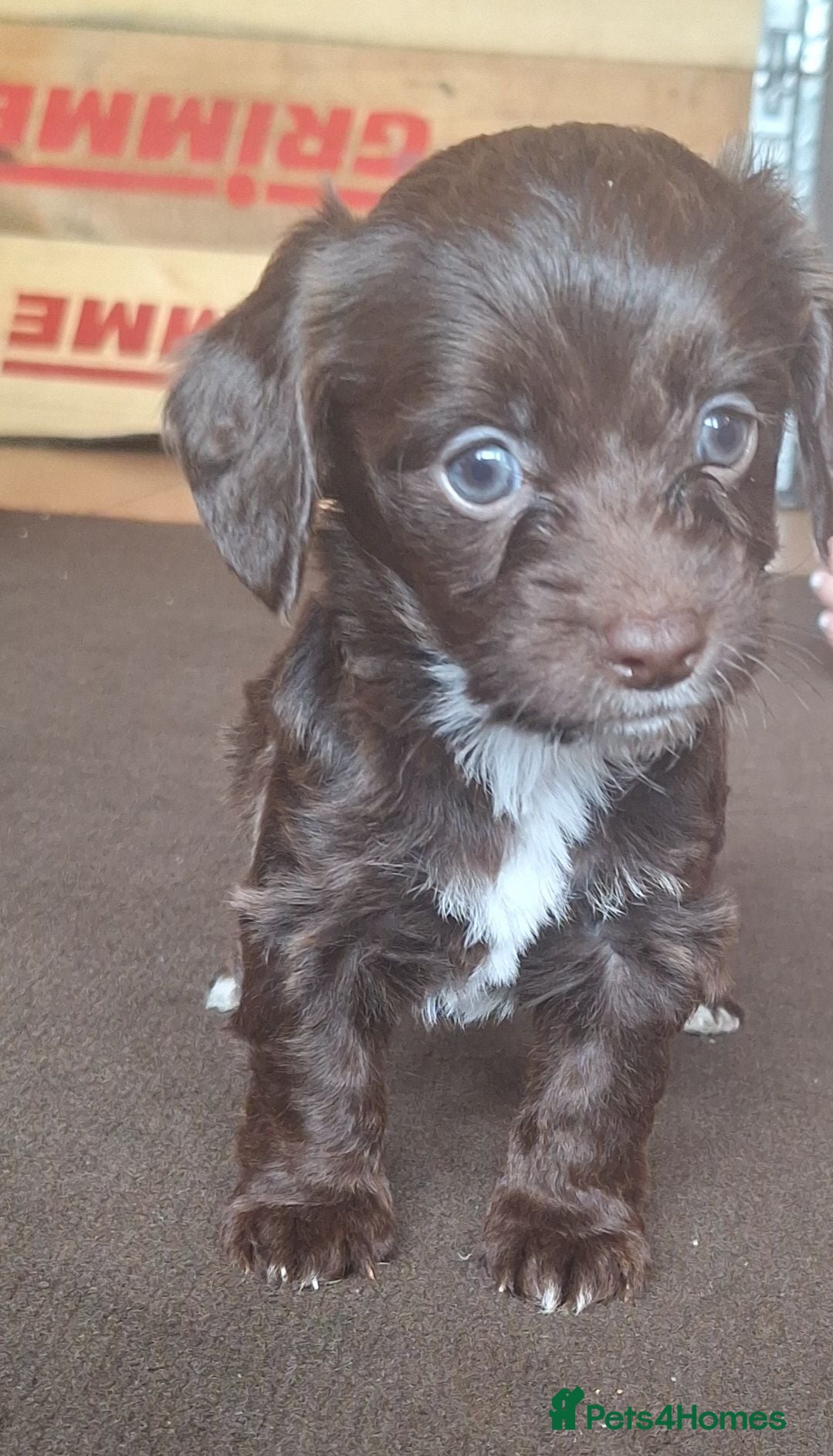 Mixed Breed dogs Cocker-Terripoo pups (cockerpoo) - Advert 1