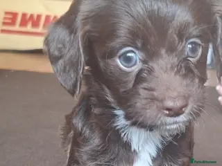 Mixed Breed dogs Cocker-Terripoo pups (cockerpoo) - Advert 1