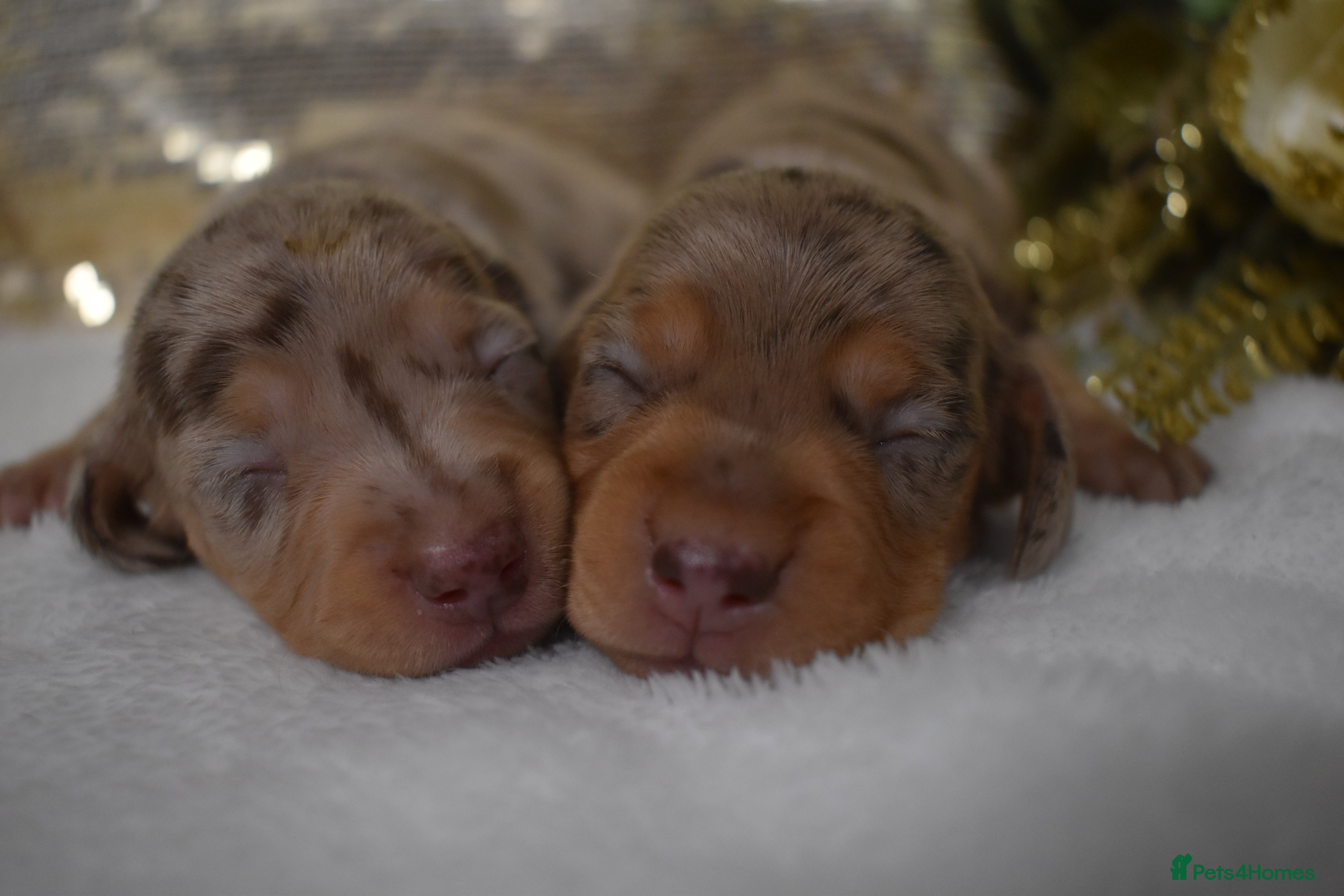 Miniature Dachshund dogs KC Smooth Coat Miniature Dachshund Puppies - Advert 5