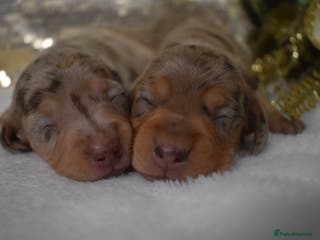 Miniature Dachshund dogs KC Smooth Coat Miniature Dachshund Puppies - Advert 5