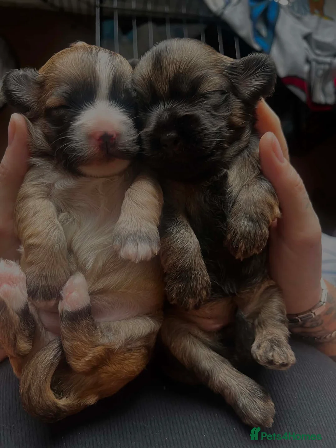Mixed Breed dogs for sale: Shipoochis  - Advert 2