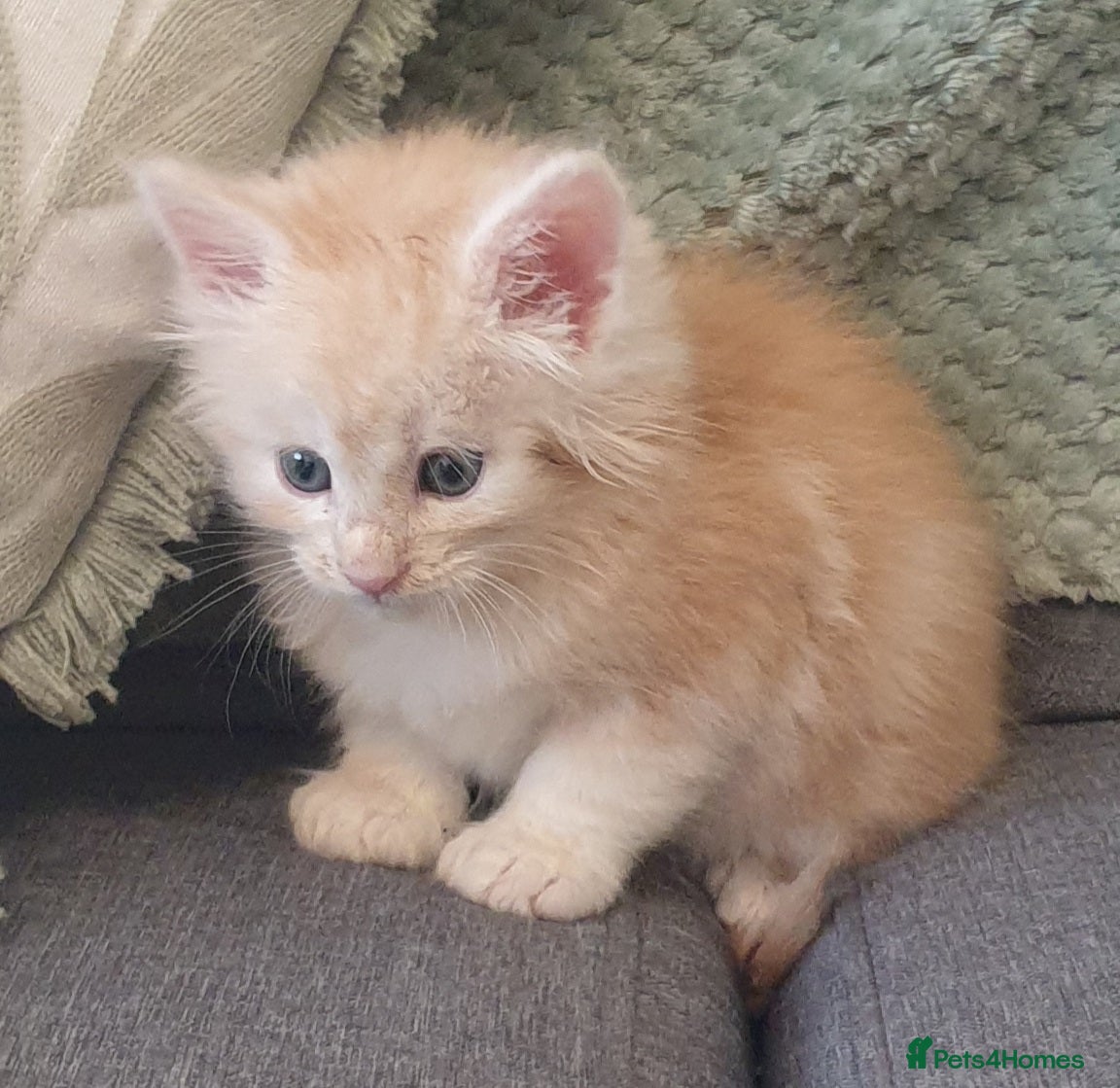 Maine Coon cats Tica registered Maine Coons  - Advert 7