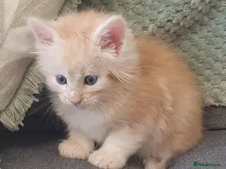 Maine Coon cats Tica registered Maine Coons - Advert 7