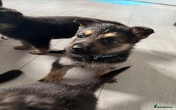 German Shepherd dogs for sale: German shepherd puppies  - Image 16