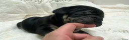 French Bulldog dogs for sale: Outstanding Family Raised frenchies❤️ READY NOW  - Advert 20