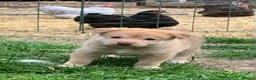 Mixed Breed dogs for sale: Collie mix male pup - Advert 5