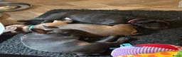 French Bulldog dogs for sale: Frenchie pups for sale - Advert 7