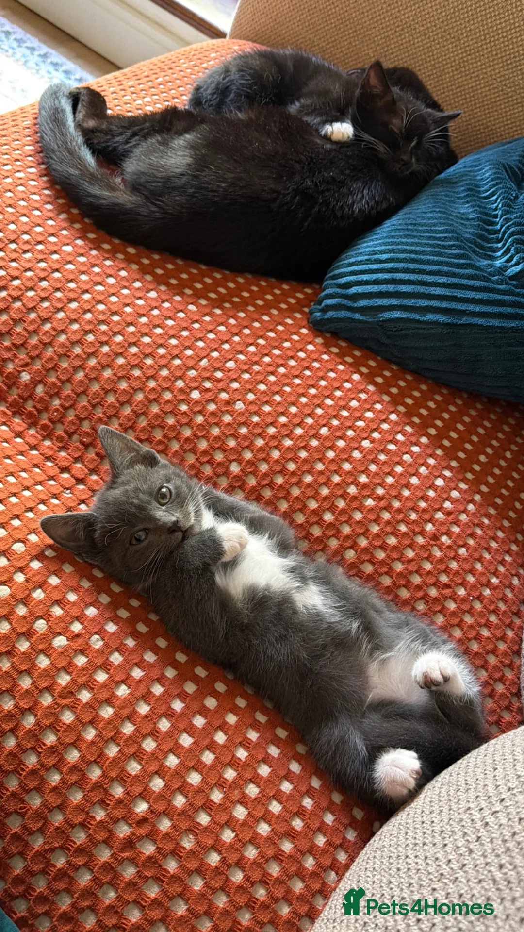 Mixed Breed cats for sale: BEAUTIFUL GREY KITTEN - Advert 2