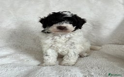 Goldendoodle dogs for sale: Beautiful litter of Goldendoodles  - Image 22