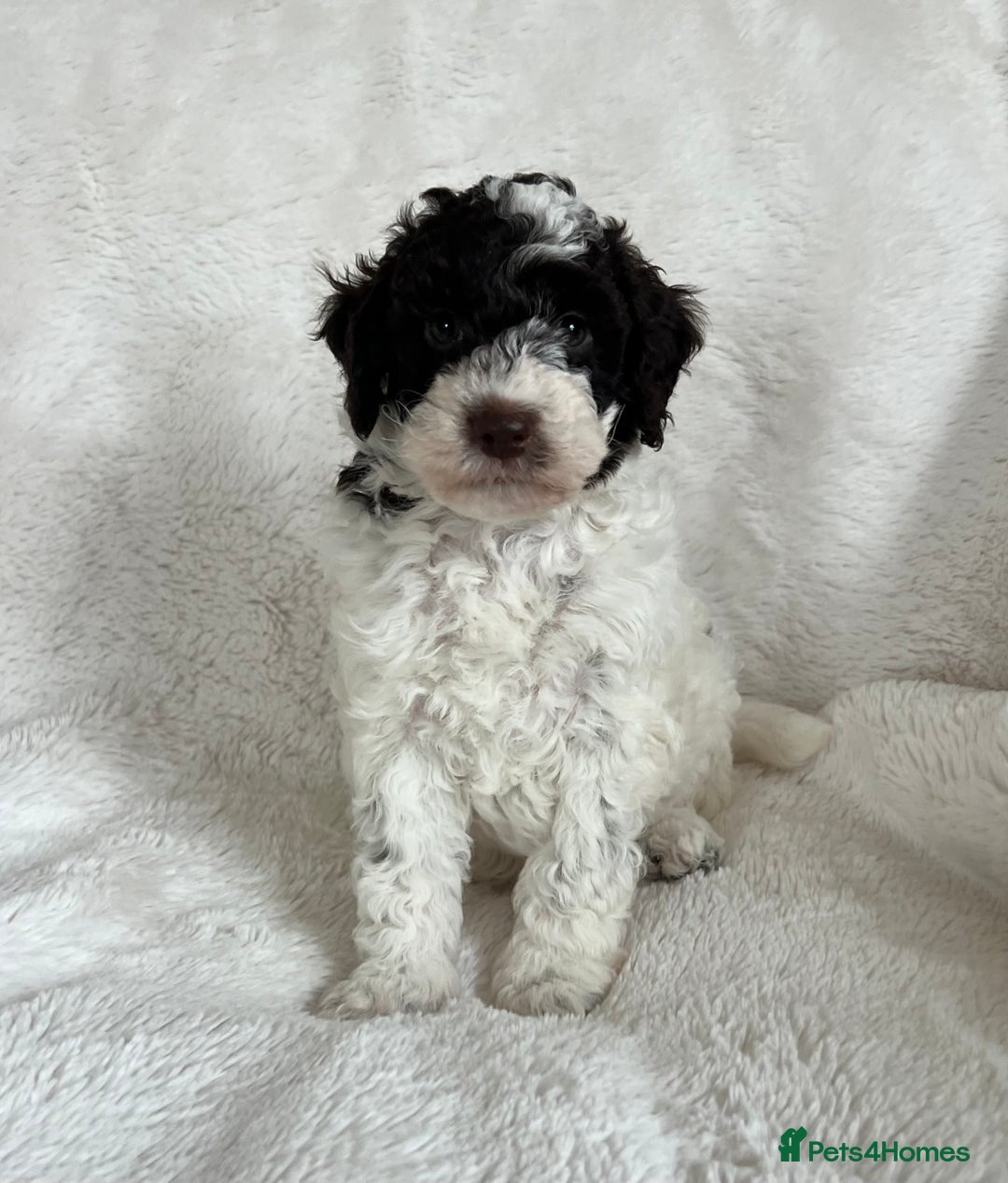 Goldendoodle dogs for sale: Beautiful litter of Goldendoodles  - Image 22