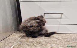 Maine Coon cats for sale: Gorgeous Half Maine Coon Boys and Girls  - Image 36
