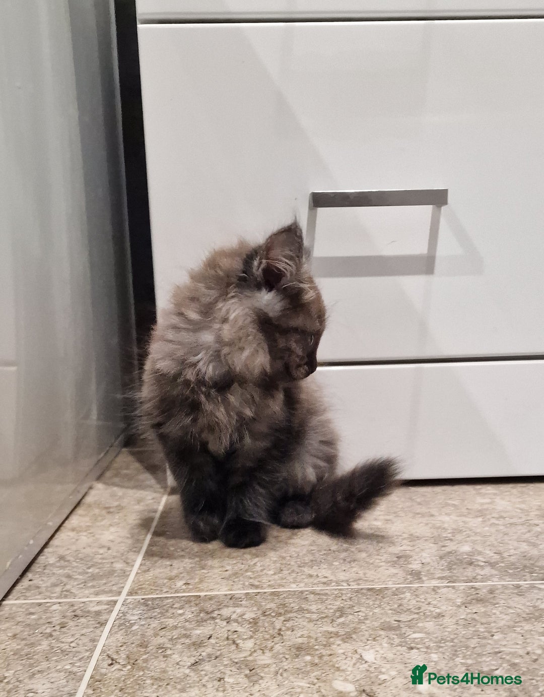 Maine Coon cats for sale: Gorgeous Half Maine Coon Boys and Girls  - Image 36