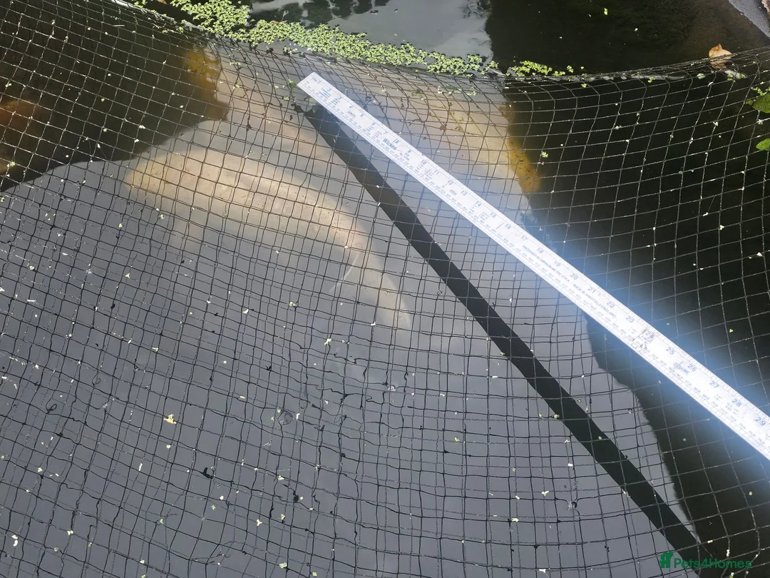 Koi Carp fish for sale: Pond clear out - 7 Japanese Koi and 1 Goldfish in Gateshead - Advert 10