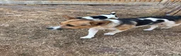 Jack Russell dogs for sale:  jack russell puppies  in Orpington - Advert 11