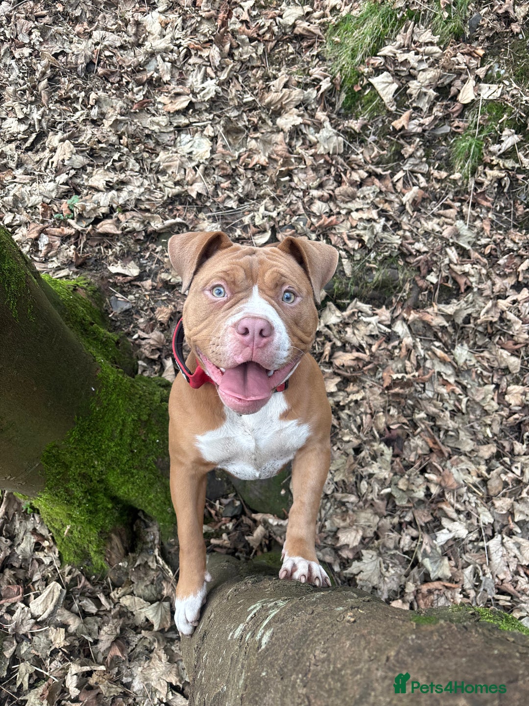 Mixed Breed dogs for sale: 6 Month Old Puppy For Sale - Advert 2