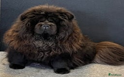 Chow Chow dogs for sale: 🧸🧸Beautiful litter of chow chow puppies🧸🧸 - Image 22